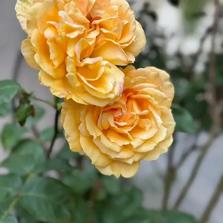 Rheinblick-oase Apartment