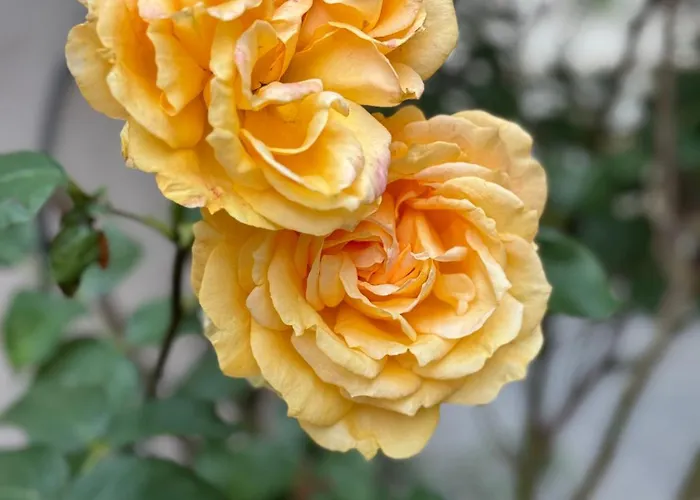 Rheinblick-oase Διαμέρισμα